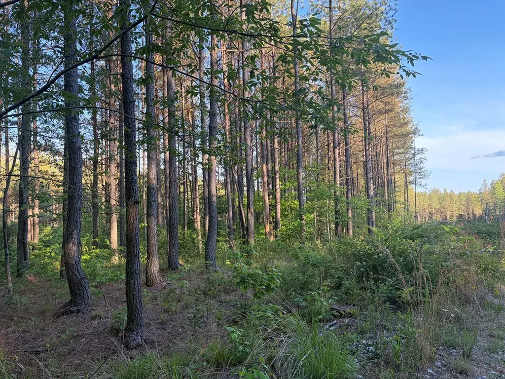Lot 68 Black Bear Lane Sunbright TN 37872