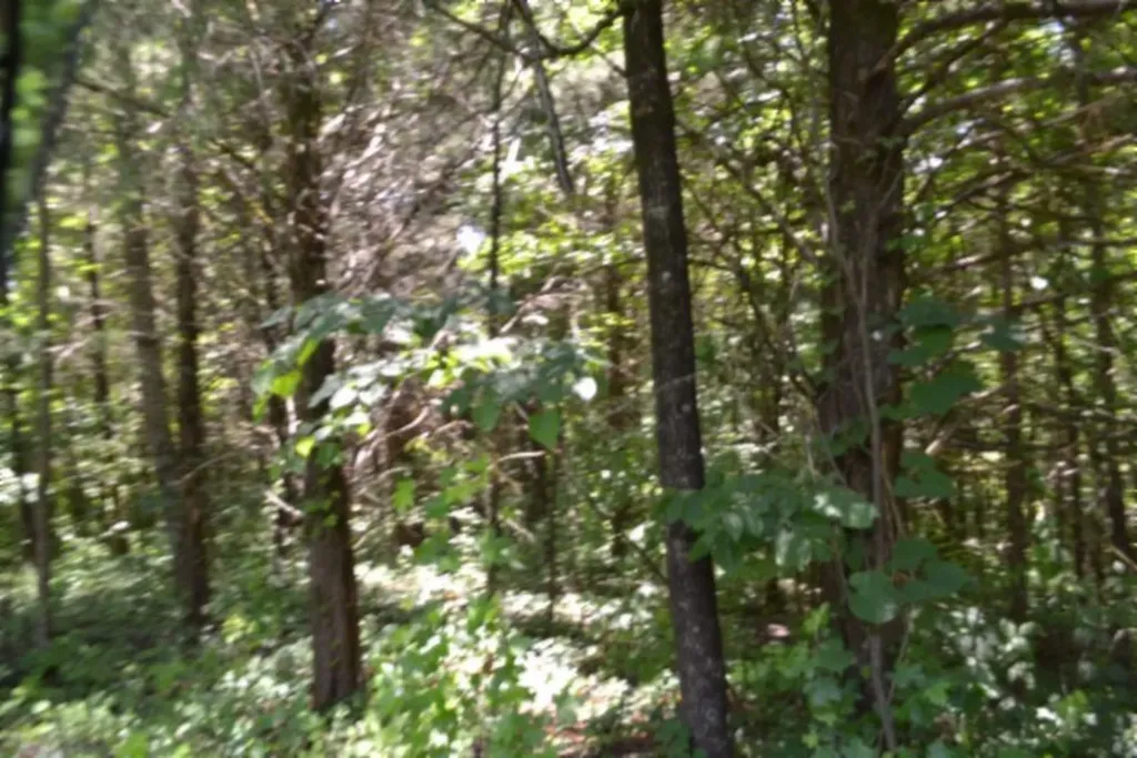 2390 Pea Ridge Fire Tower Road Celina TN 38551