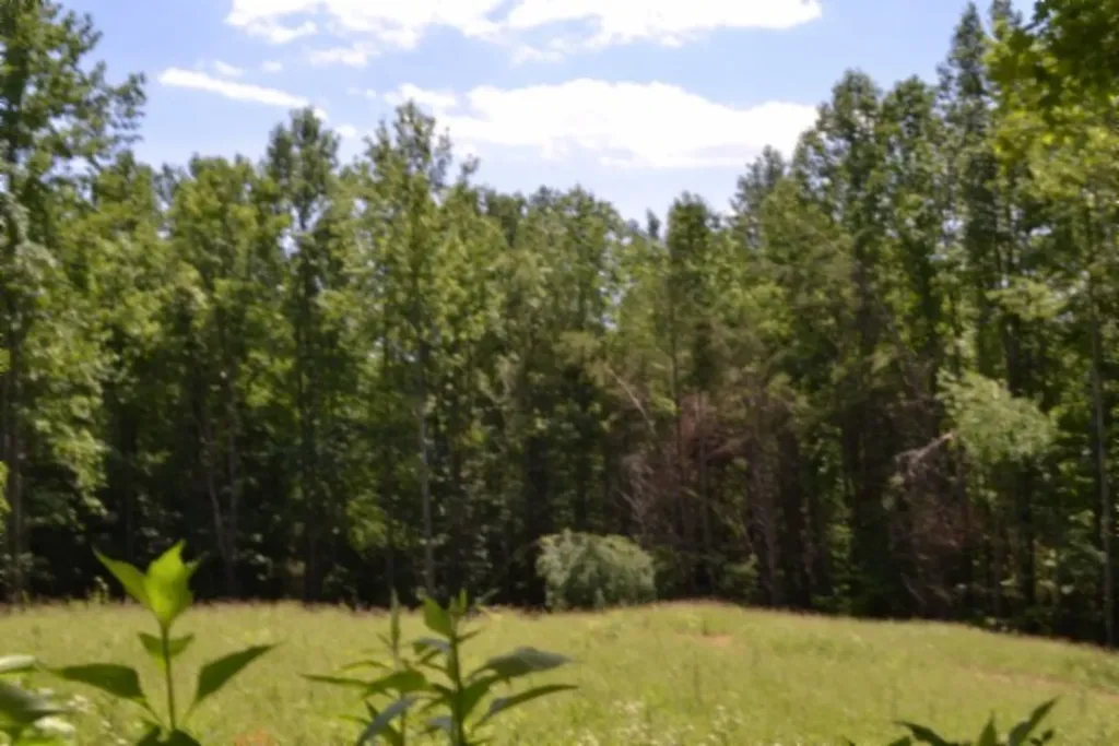 2390 Pea Ridge Fire Tower Road Celina TN 38551