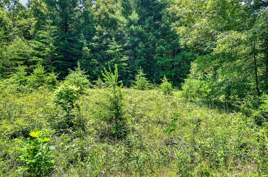 0 Shotgun Annie Road Jamestown TN 38556