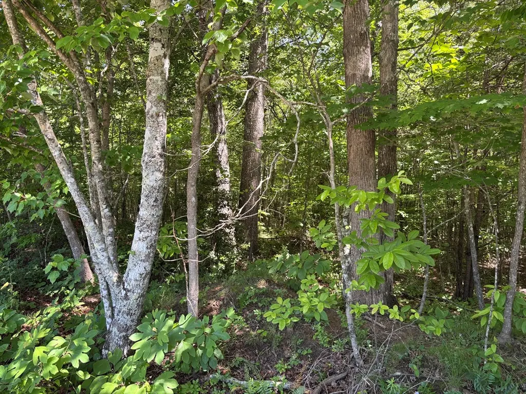 Lot 235 Long Branch Road Spencer TN 38585
