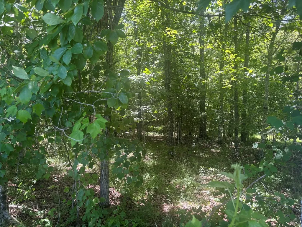 Lot 241 Long Branch Road Spencer TN 38585