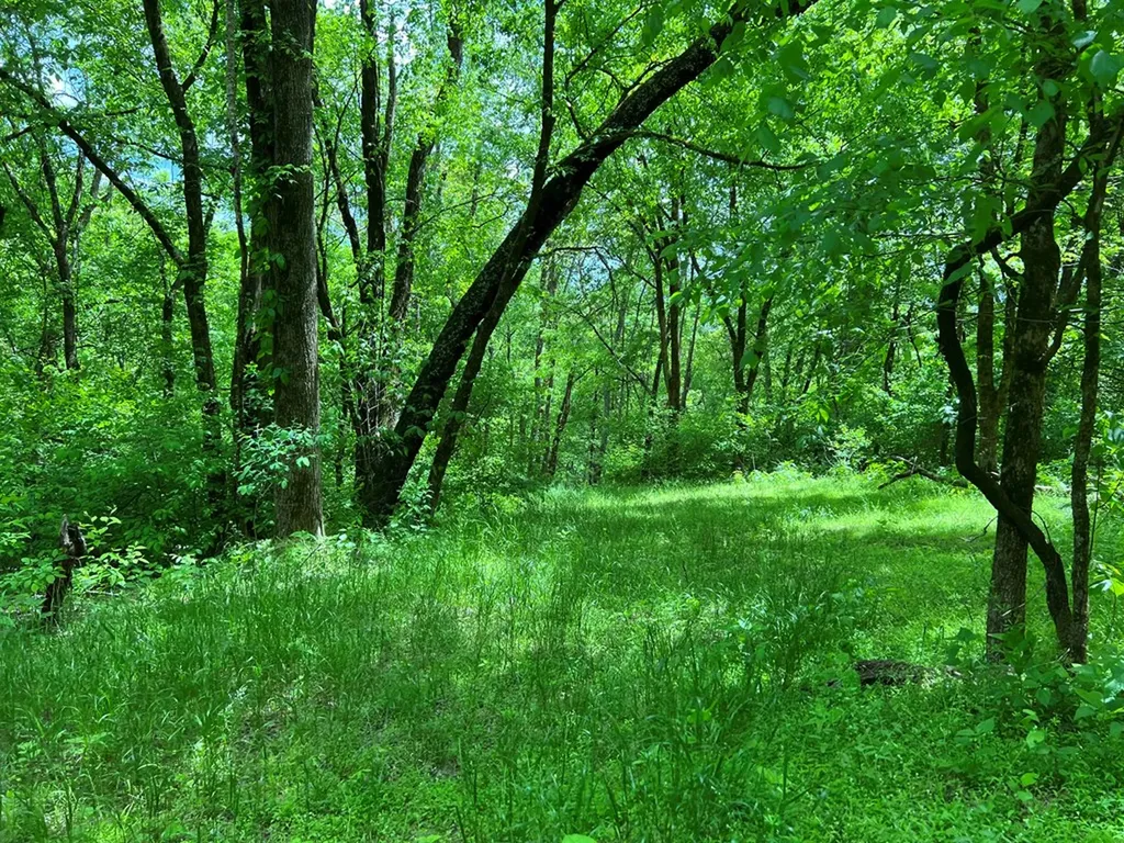 250 Woodard Hollow Lane Gainesboro TN 38562