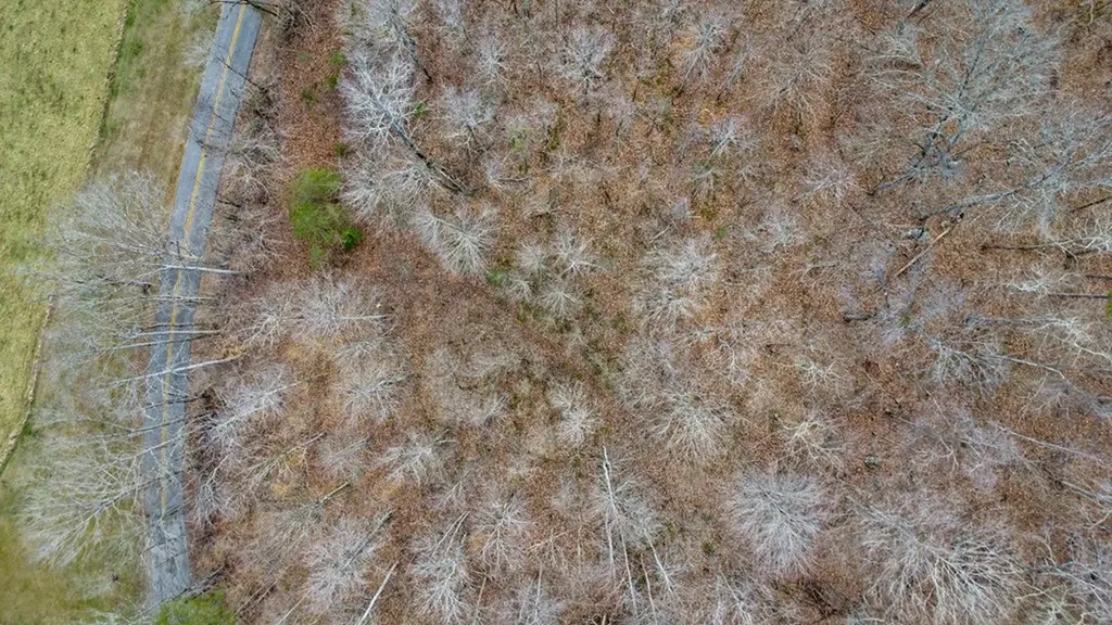 N/a Shellotte Loop Pall Mall TN 38577