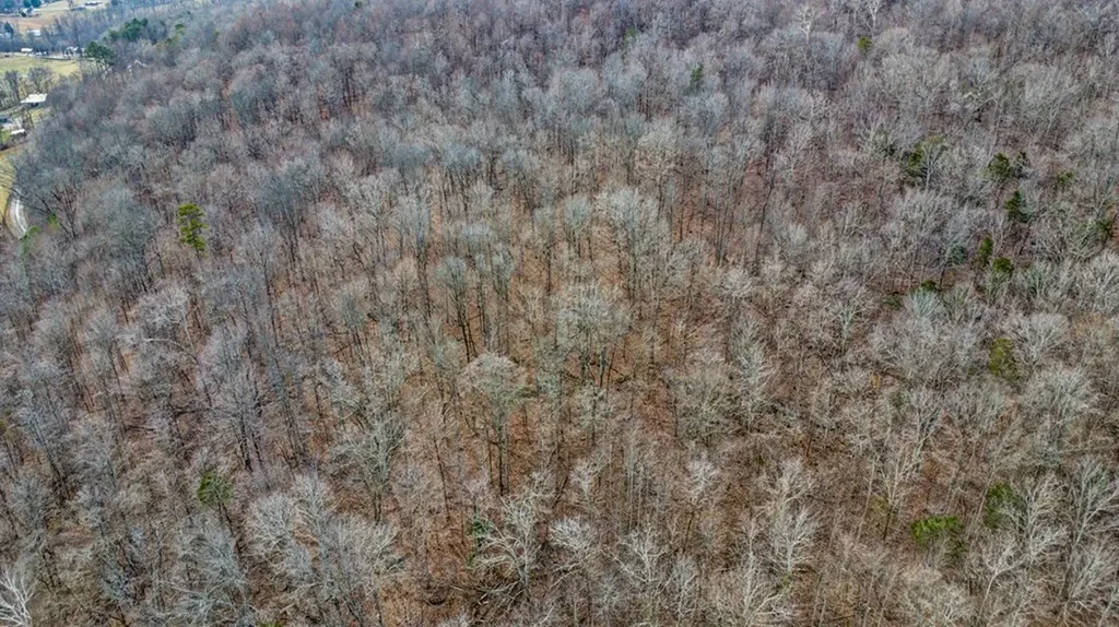 N/a Shellotte Loop Pall Mall TN 38577