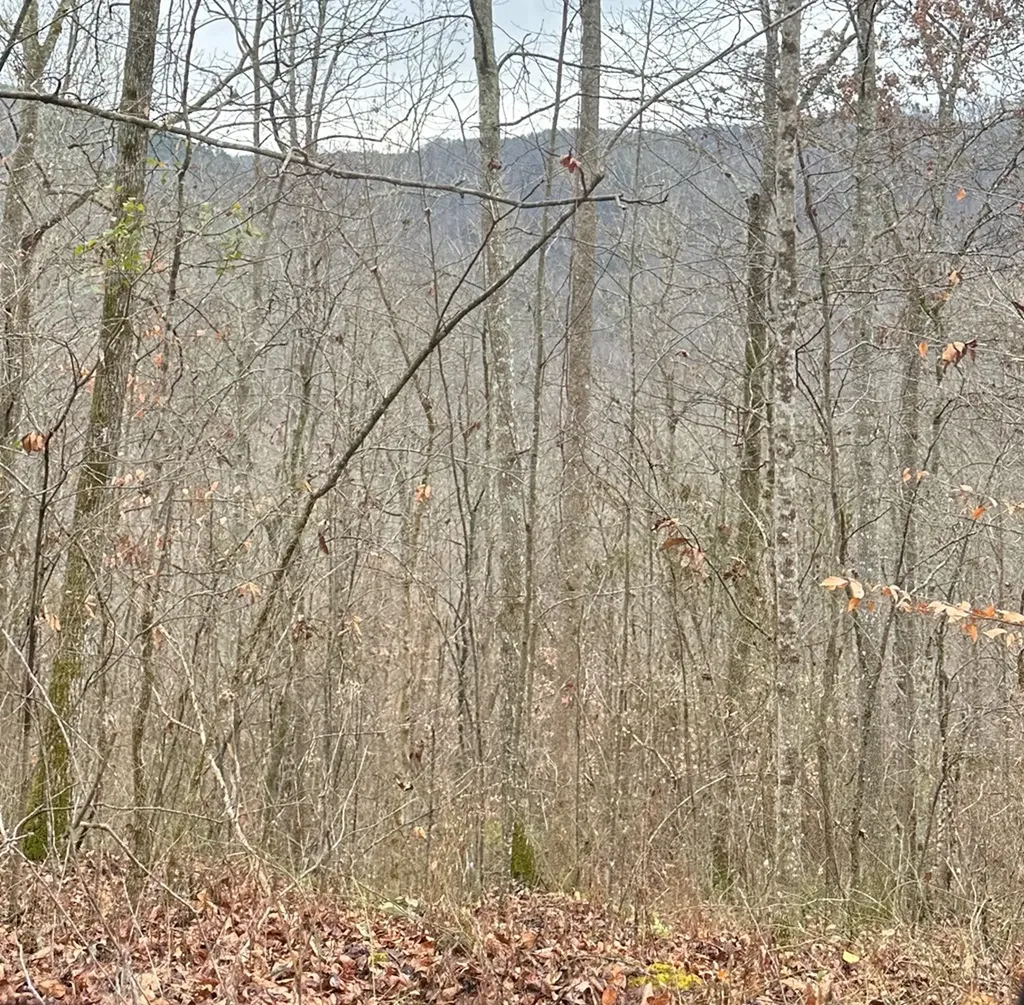 1354 East Obey Lane Wilder TN 38589