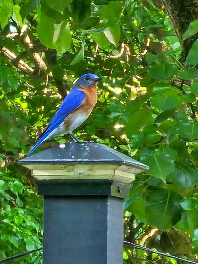 1676 Duncans Chapel Road Cookeville TN 38506