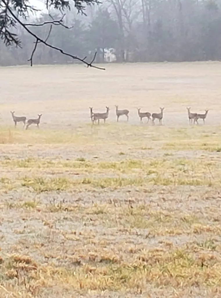 1676 Duncans Chapel Road Cookeville TN 38506