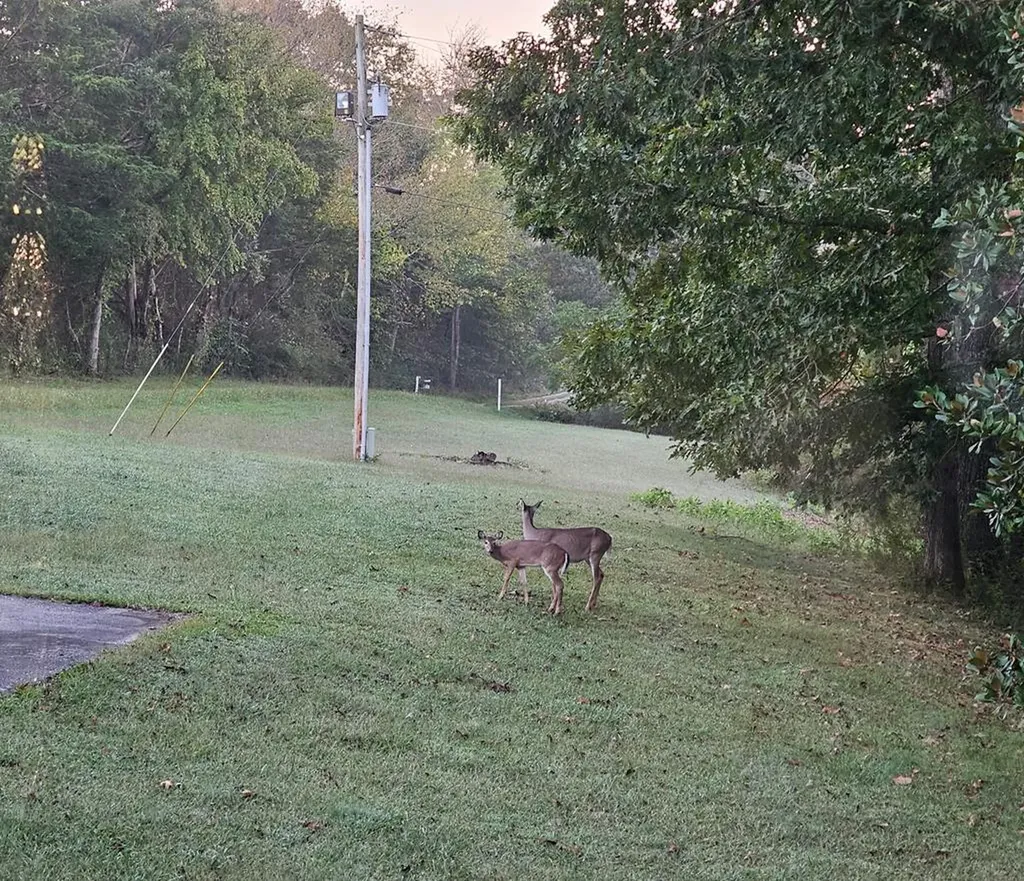 1676 Duncans Chapel Road Cookeville TN 38506