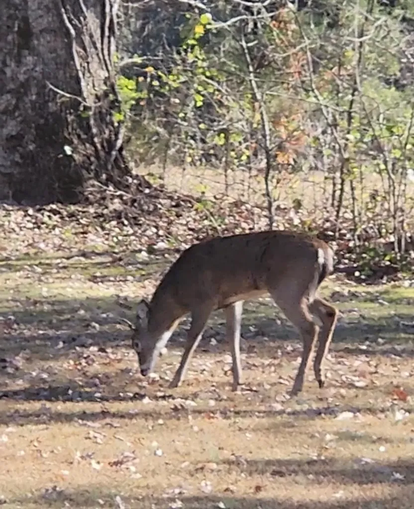 1676 Duncans Chapel Road Cookeville TN 38506