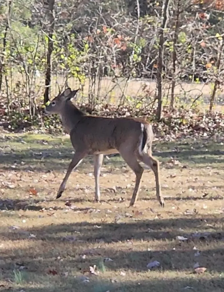 1676 Duncans Chapel Road Cookeville TN 38506