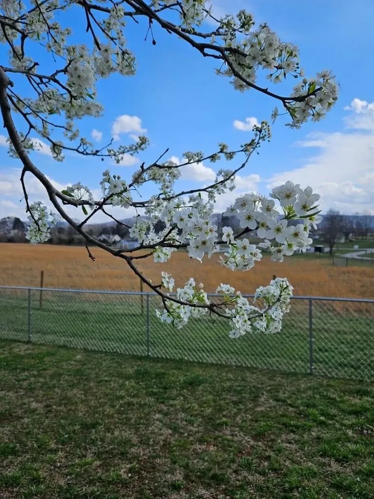 568 Brock Lane Sparta TN 38583