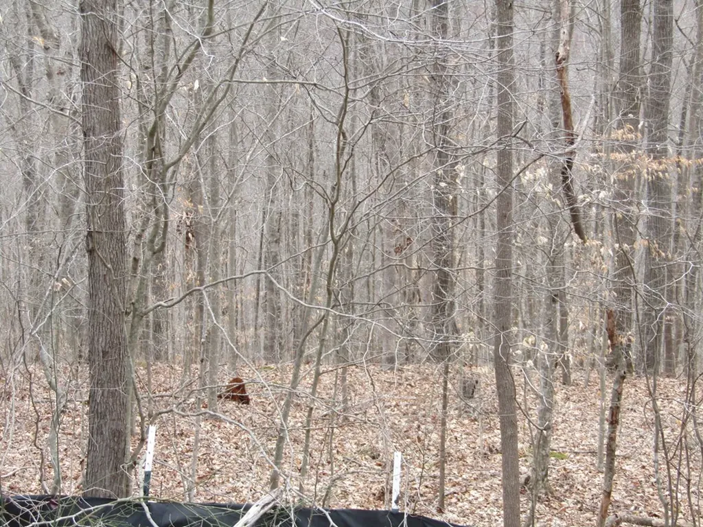 Lot 60 W Bobcat Lane Wilder TN 38589