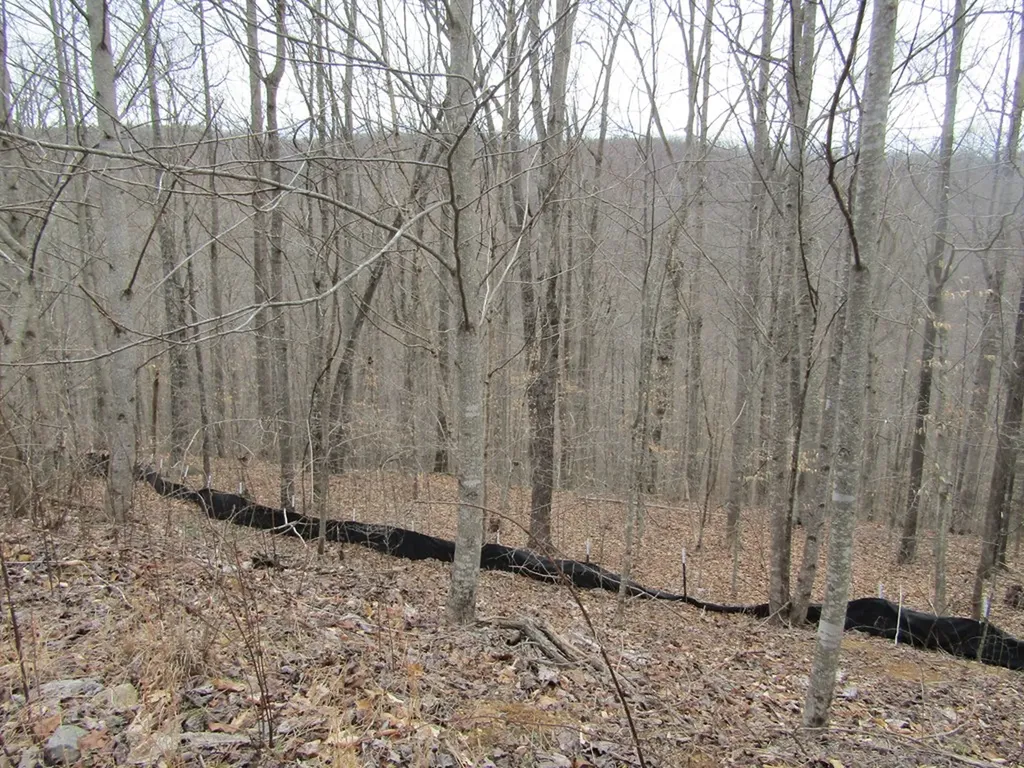 Lot 60 W Bobcat Lane Wilder TN 38589