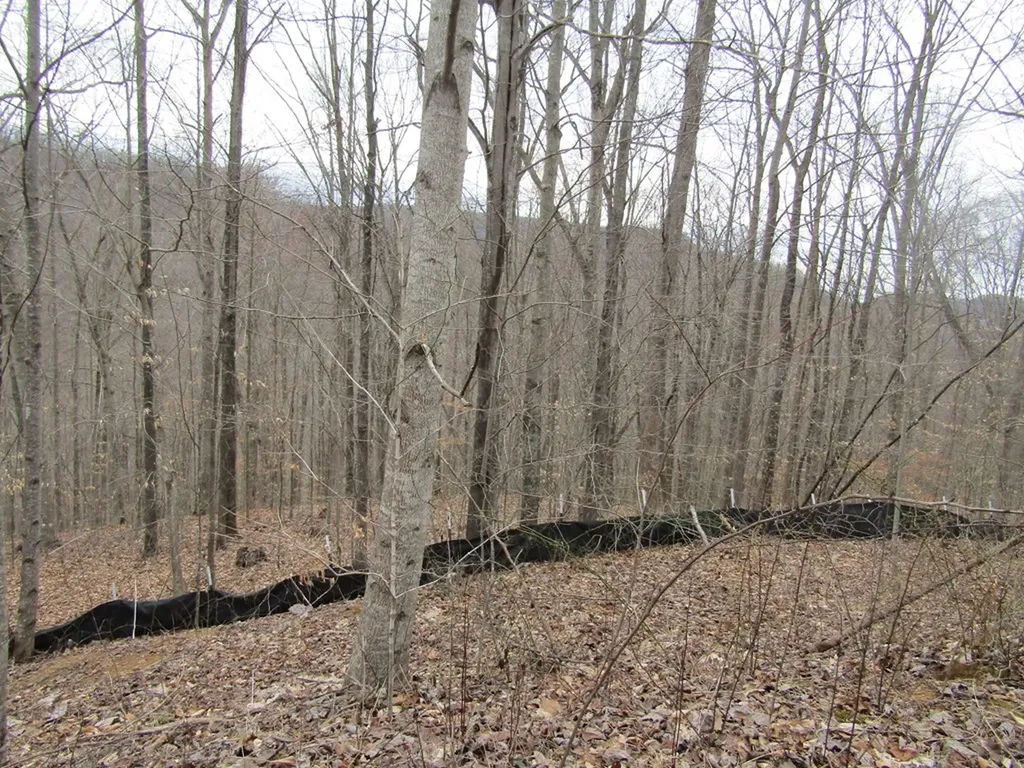 Lot 60 W Bobcat Lane Wilder TN 38589