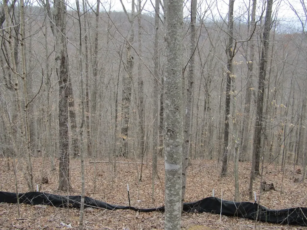 Lot 60 W Bobcat Lane Wilder TN 38589