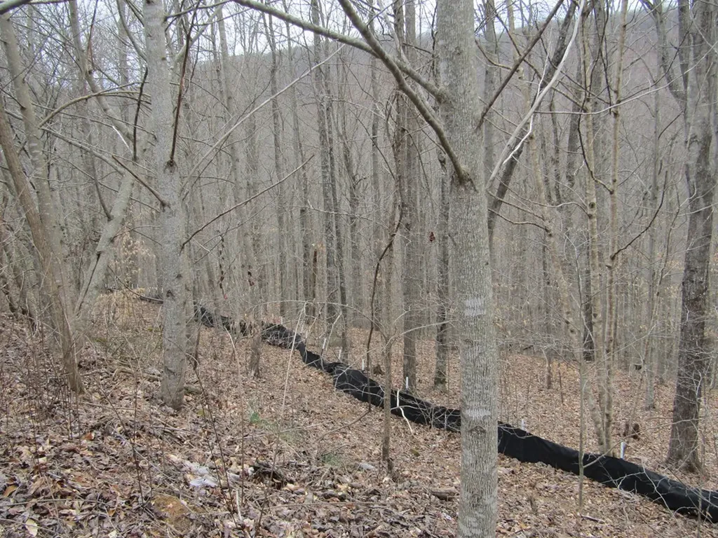 Lot 60 W Bobcat Lane Wilder TN 38589
