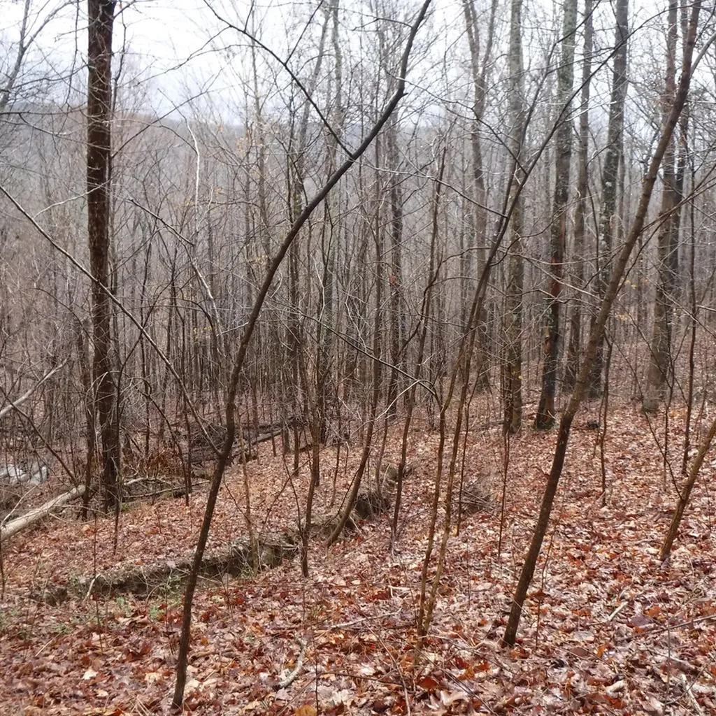 10.85AC Cheyenne Drive Jamestown TN 38556