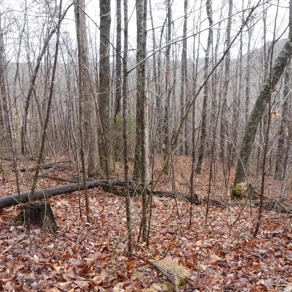 10.85AC Cheyenne Drive Jamestown TN 38556