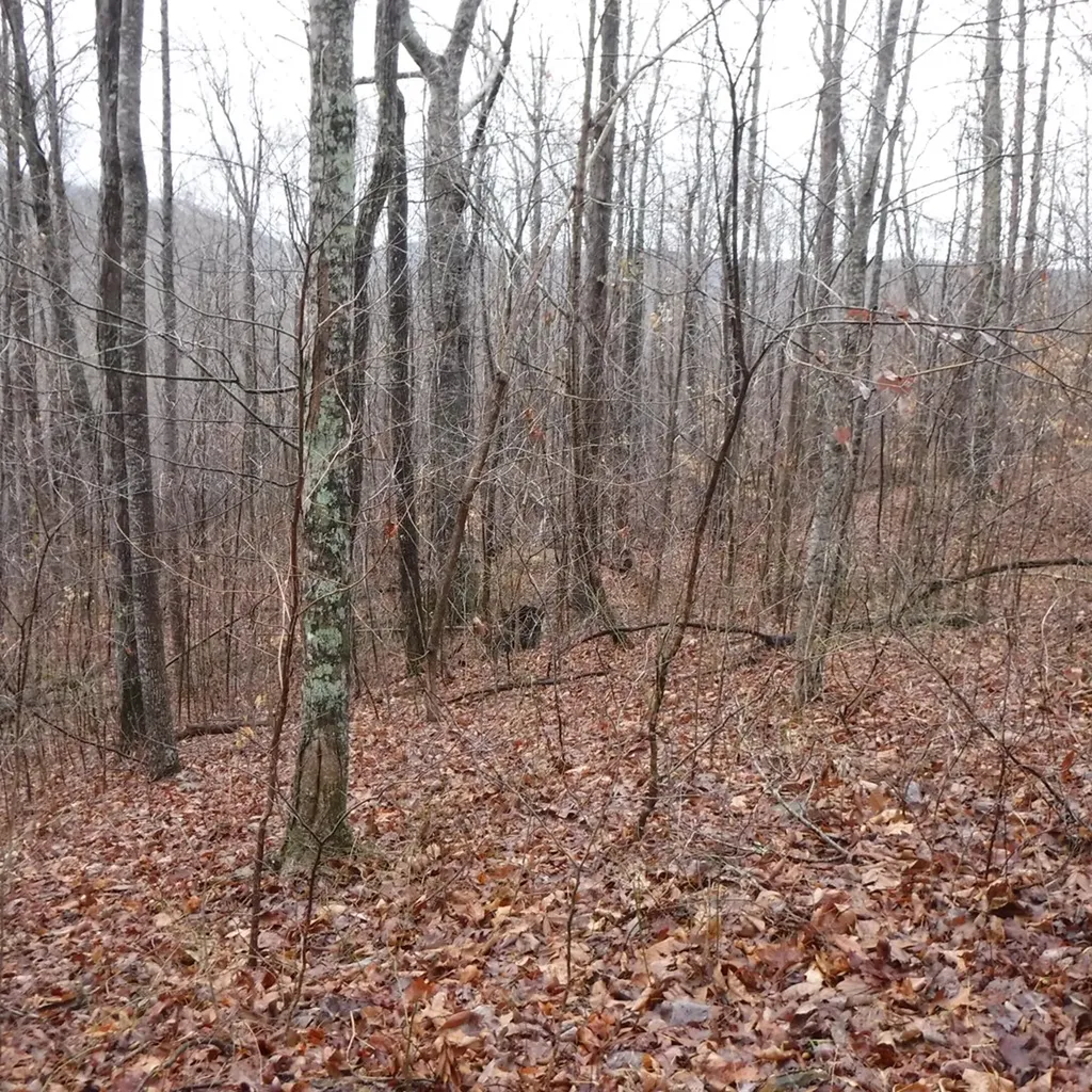 10.85AC Cheyenne Drive Jamestown TN 38556
