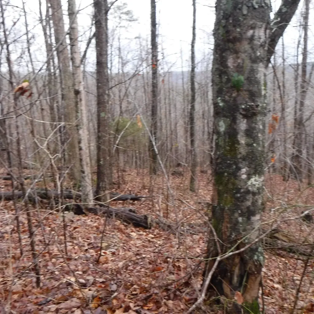 10.85AC Cheyenne Drive Jamestown TN 38556