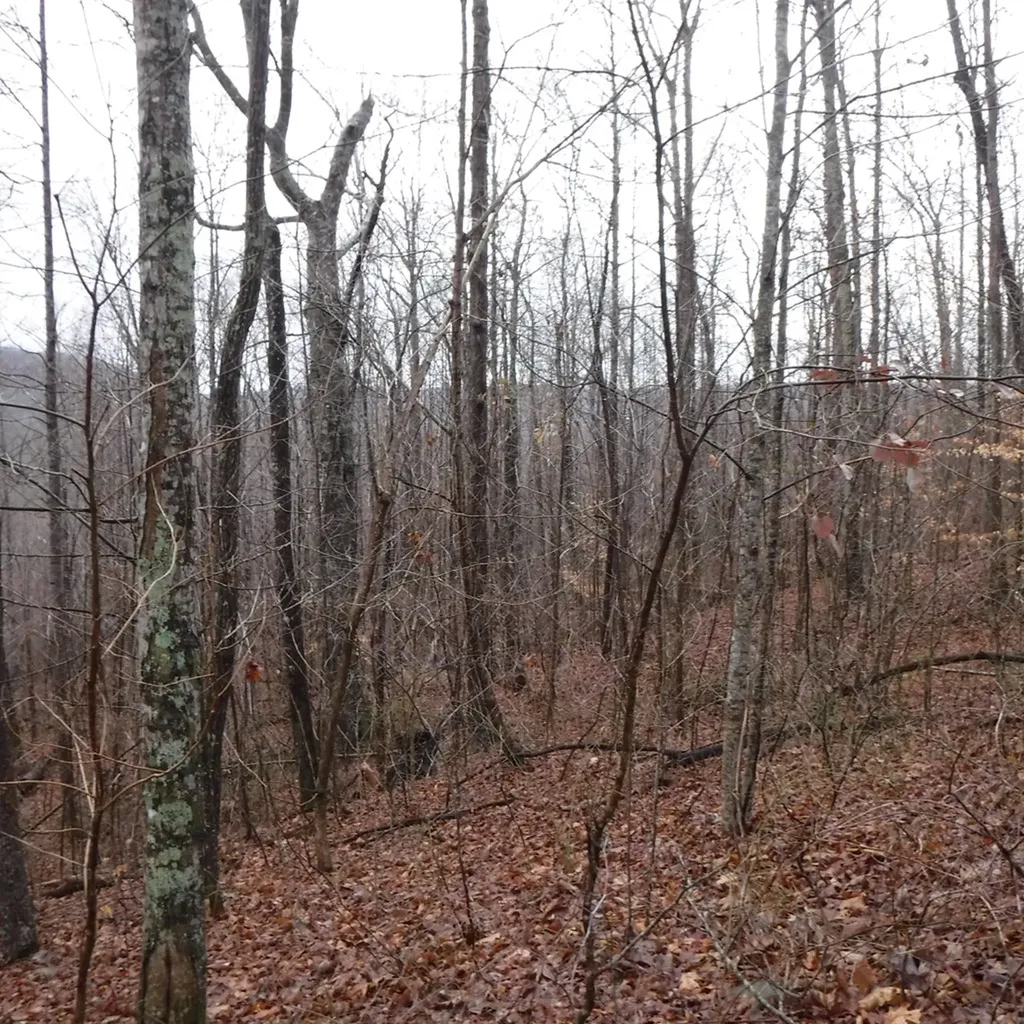 10.85AC Cheyenne Drive Jamestown TN 38556