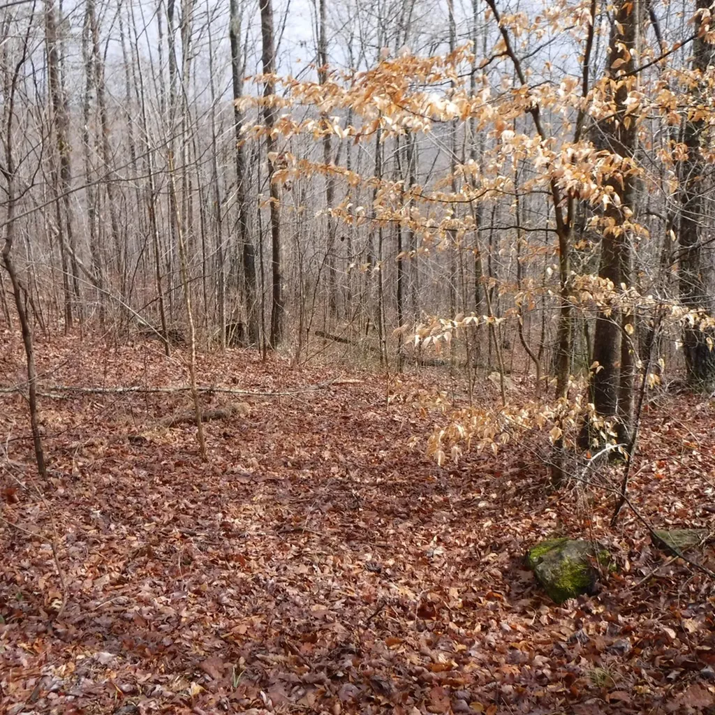 10.85AC Cheyenne Drive Jamestown TN 38556