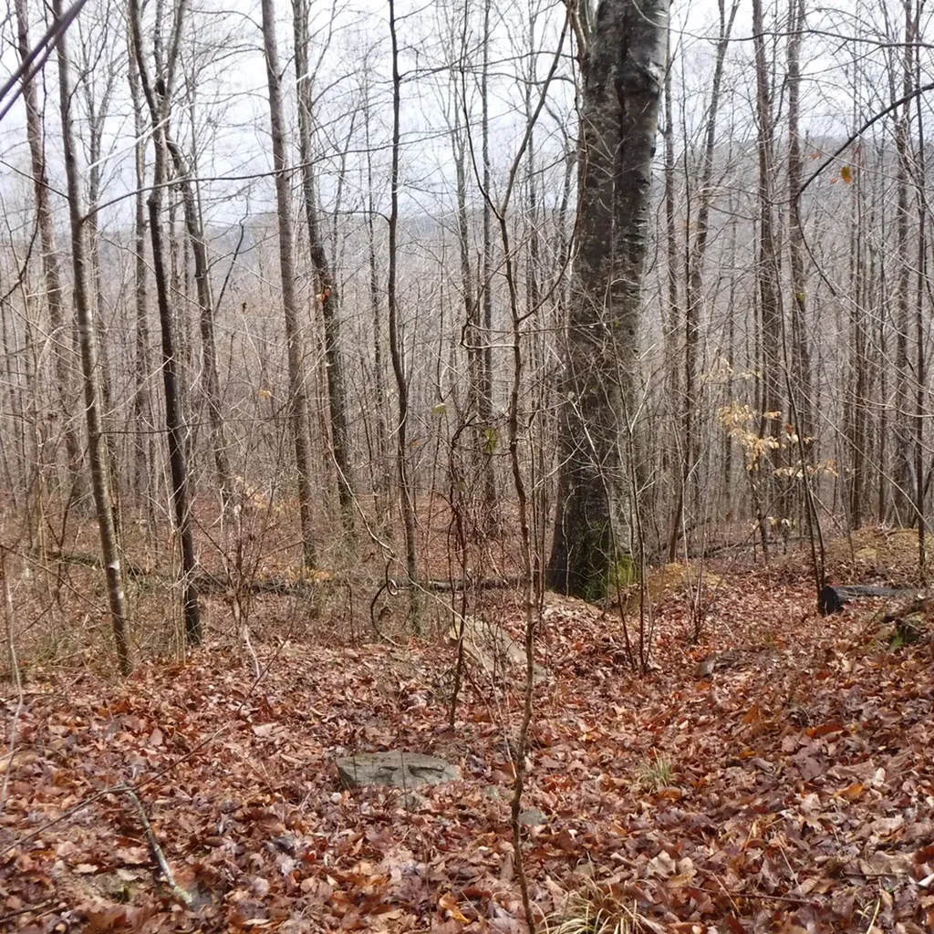 10.85AC Cheyenne Drive Jamestown TN 38556