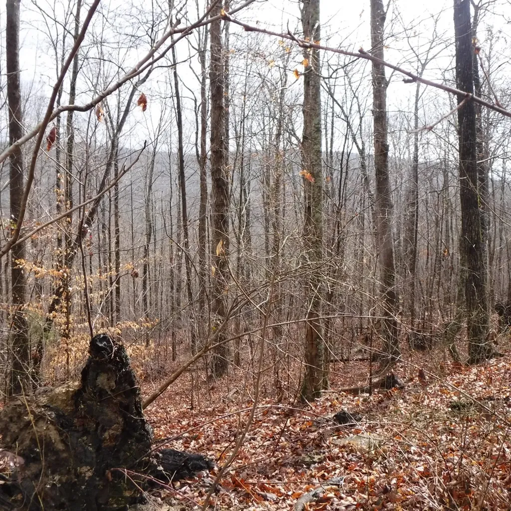 10.85AC Cheyenne Drive Jamestown TN 38556