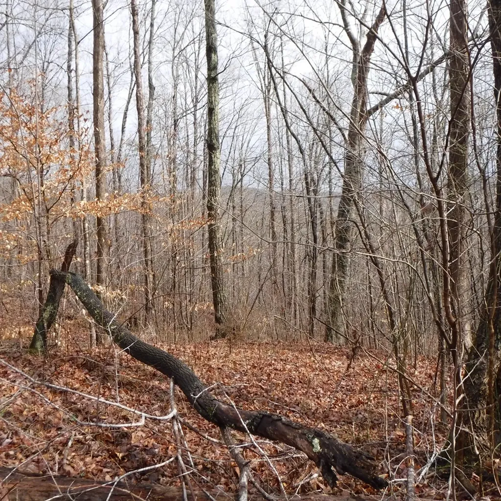 10.85AC Cheyenne Drive Jamestown TN 38556