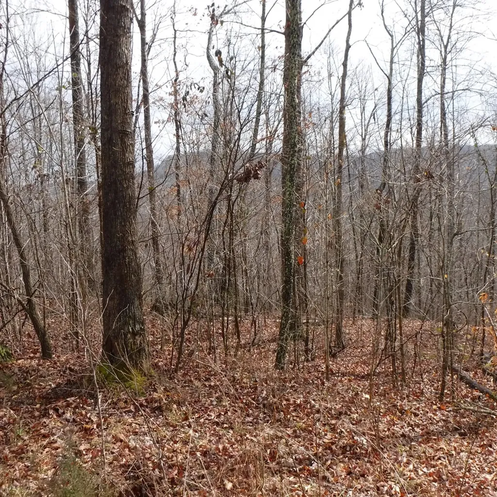 10.85AC Cheyenne Drive Jamestown TN 38556