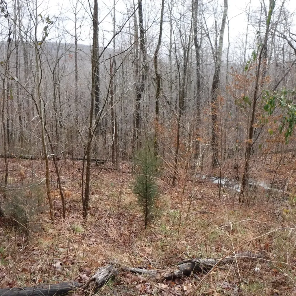 10.85AC Cheyenne Drive Jamestown TN 38556