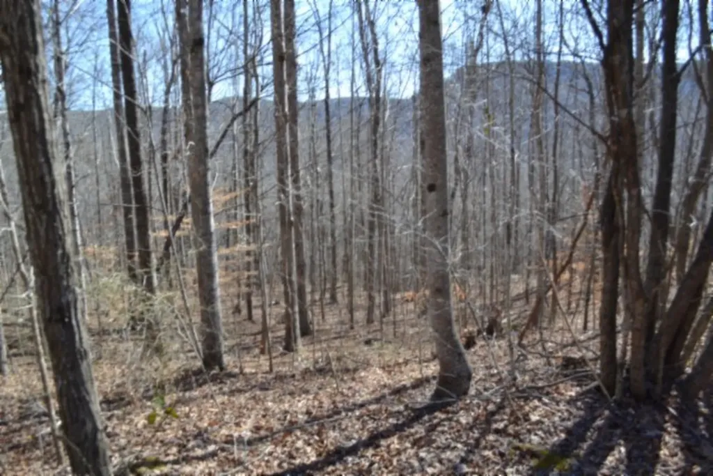 10.85AC Cheyenne Drive Jamestown TN 38556