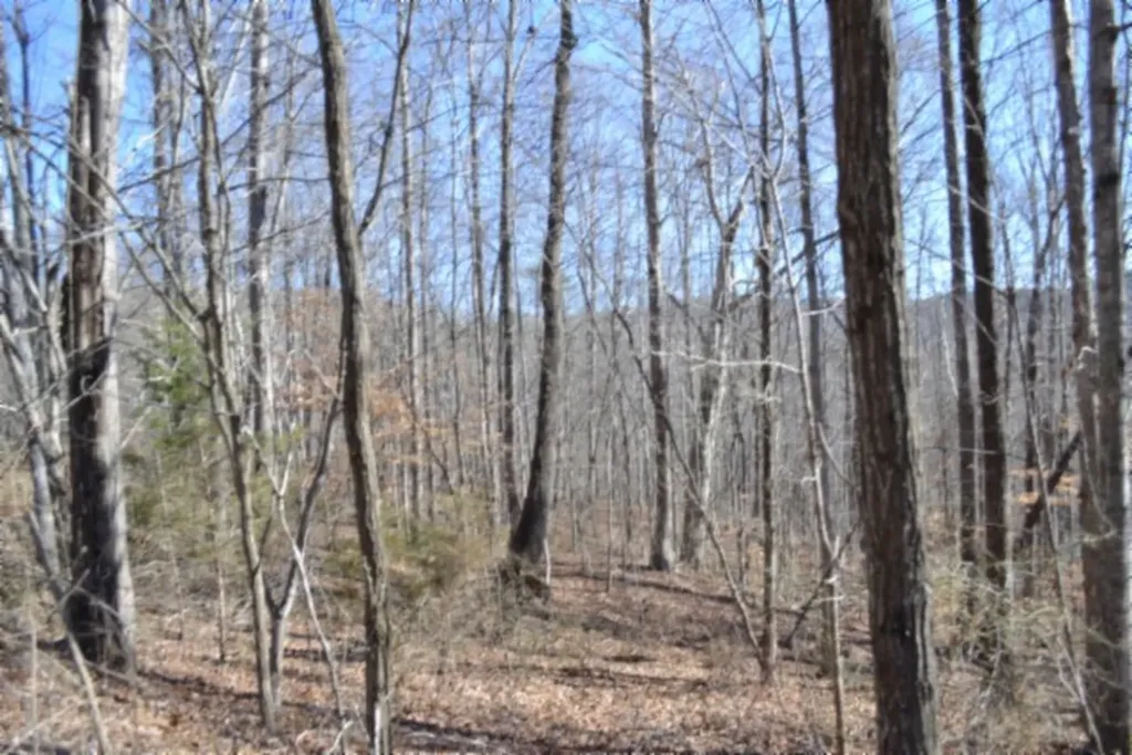 10.85AC Cheyenne Drive Jamestown TN 38556