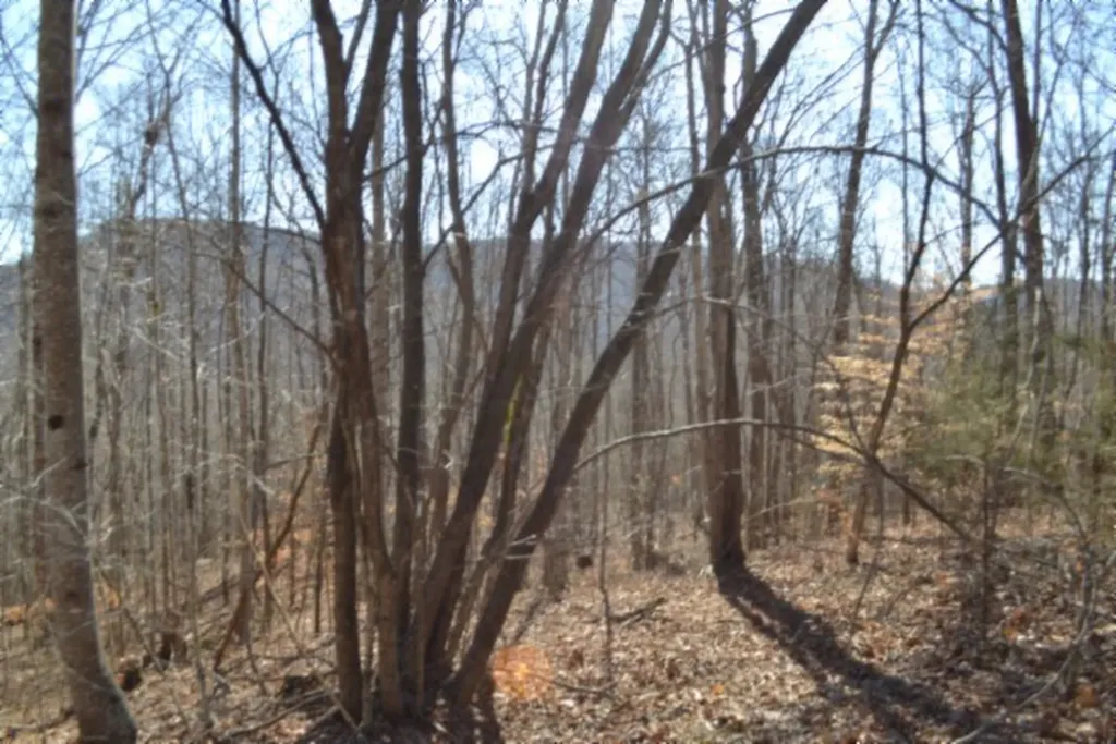10.85AC Cheyenne Drive Jamestown TN 38556
