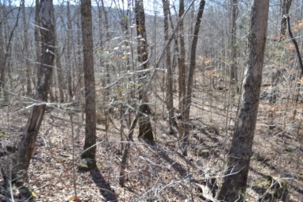 10.85AC Cheyenne Drive Jamestown TN 38556