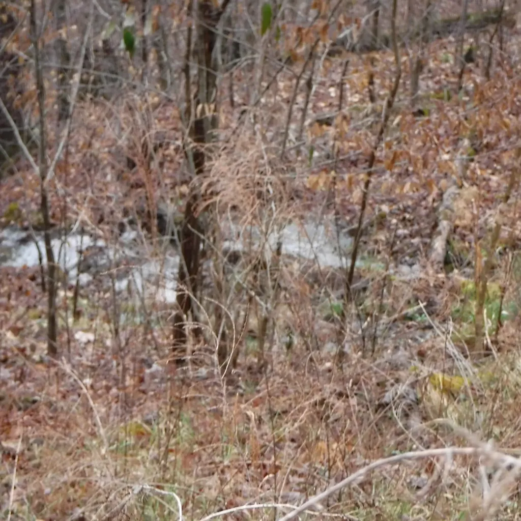 10.85AC Cheyenne Drive Jamestown TN 38556