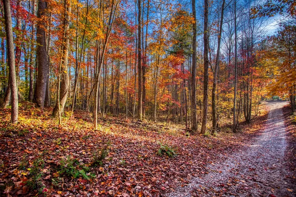 1192 Shellotte Loop Pall Mall TN 38577