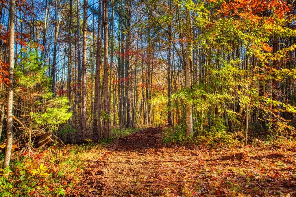 1192 Shellotte Loop Pall Mall TN 38577