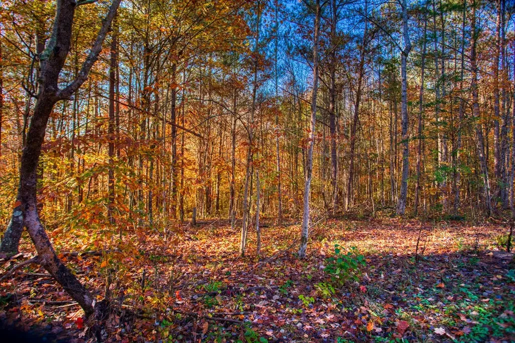 1192 Shellotte Loop Pall Mall TN 38577