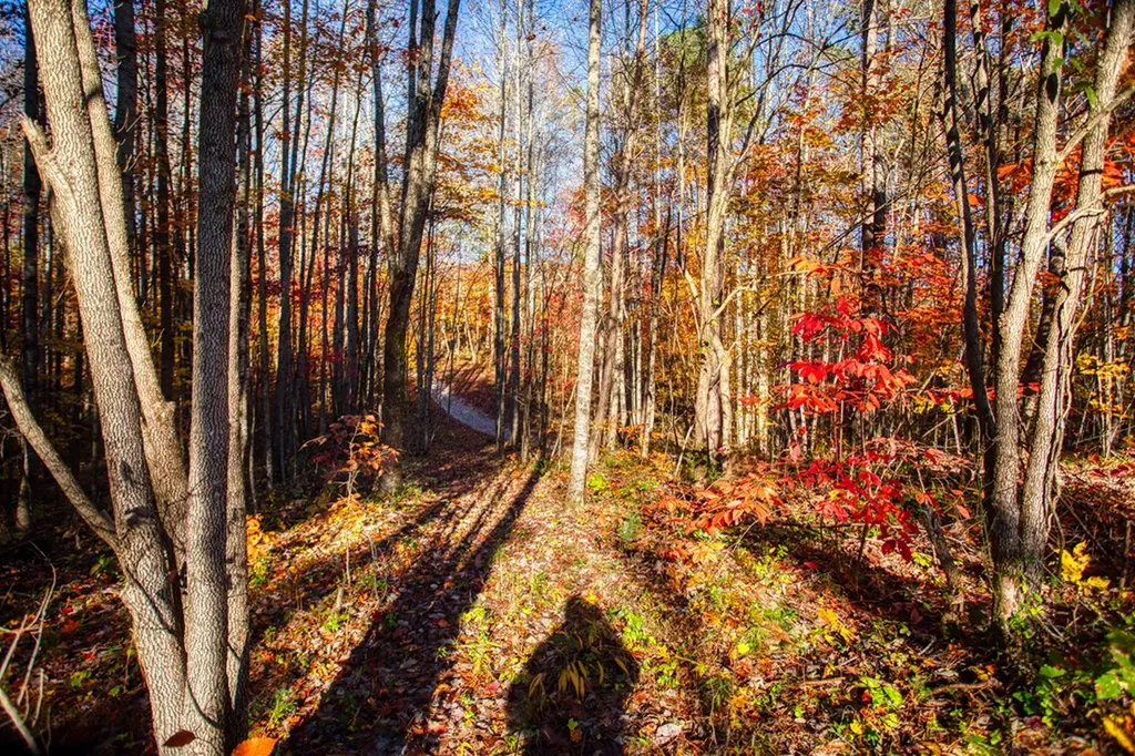 1192 Shellotte Loop Pall Mall TN 38577