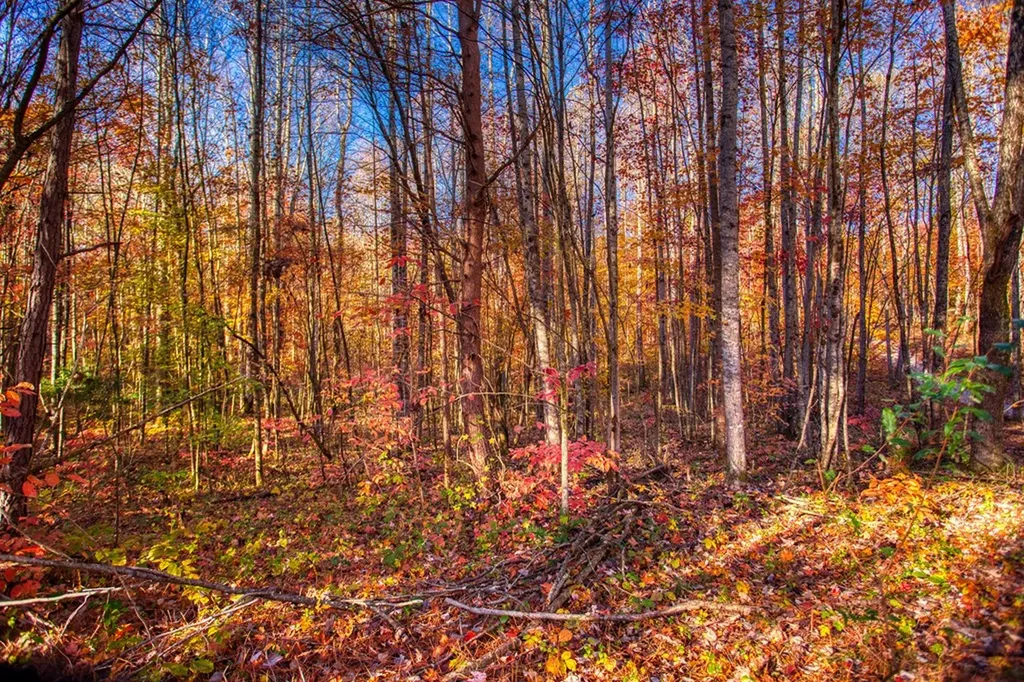1192 Shellotte Loop Pall Mall TN 38577
