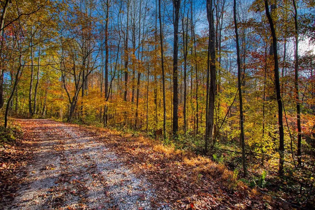 1192 Shellotte Loop Pall Mall TN 38577