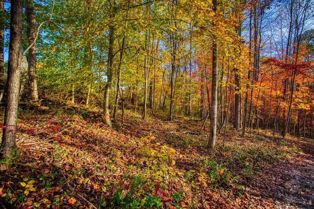 1192 Shellotte Loop Pall Mall TN 38577