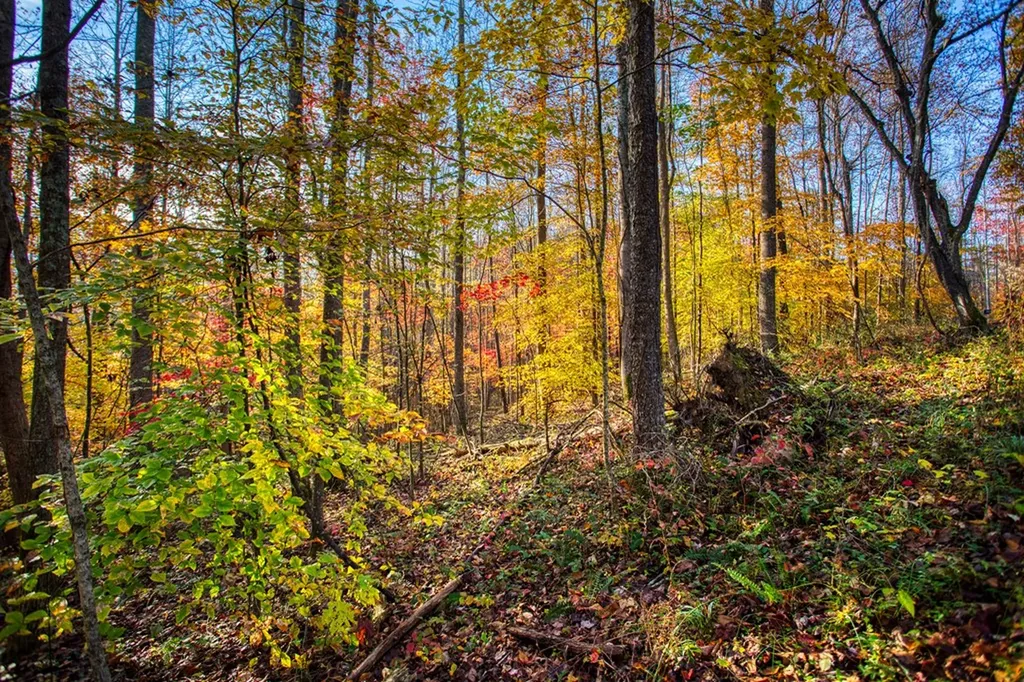 1192 Shellotte Loop Pall Mall TN 38577