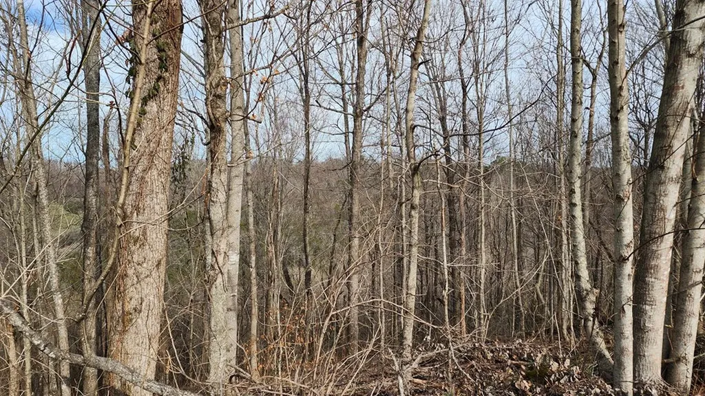 276 Schelley Road Gainesboro TN 38562