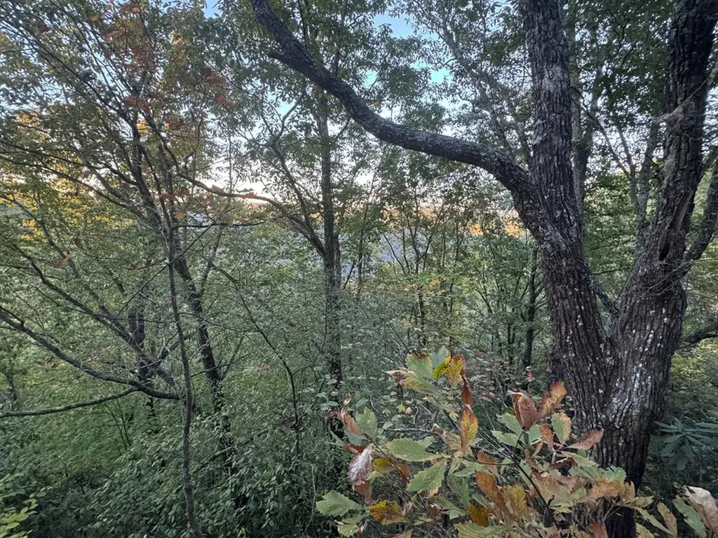 0 Panther Falls Road Wilder TN 38589