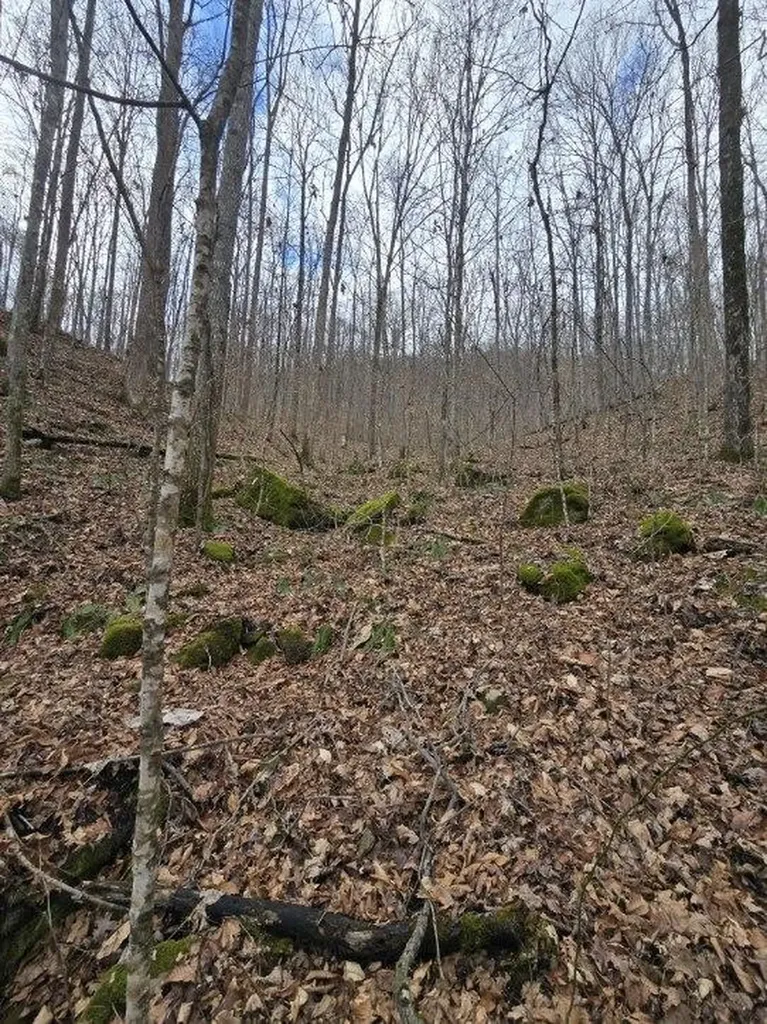 1029 E Obey Wilder TN 38589