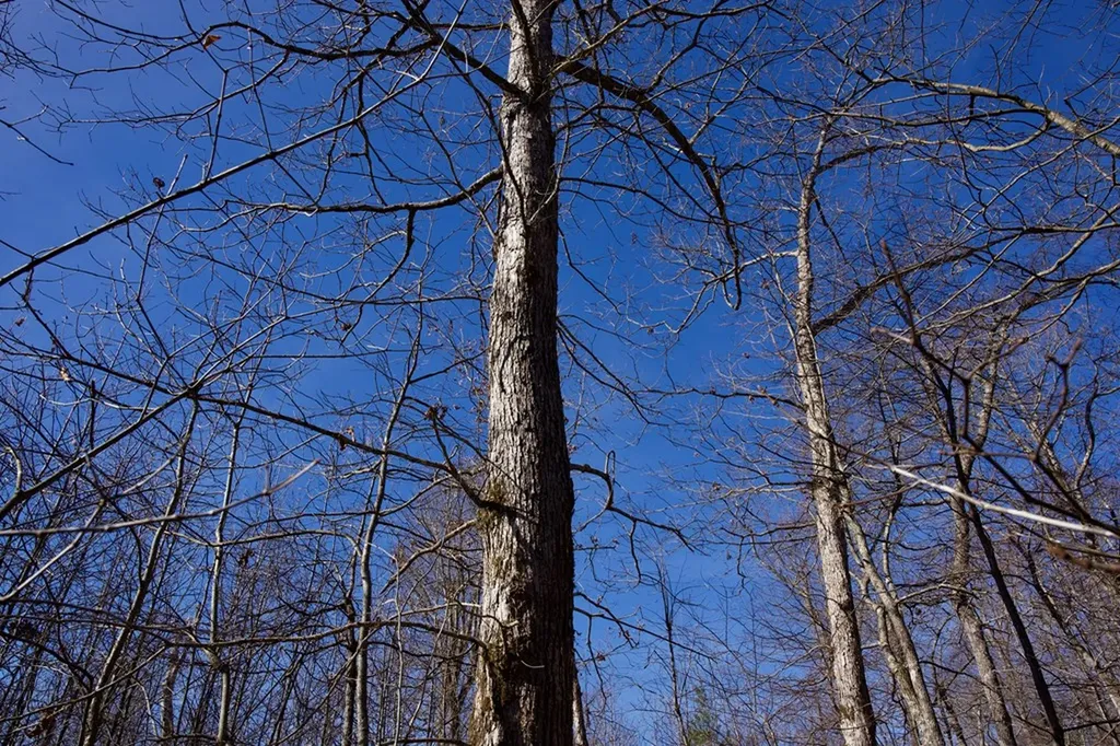 100AC Valley View Road Pikeville TN 37367