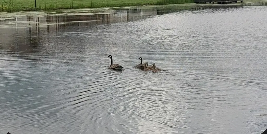 817 Hack Beaty Road Grimsley TN 38565